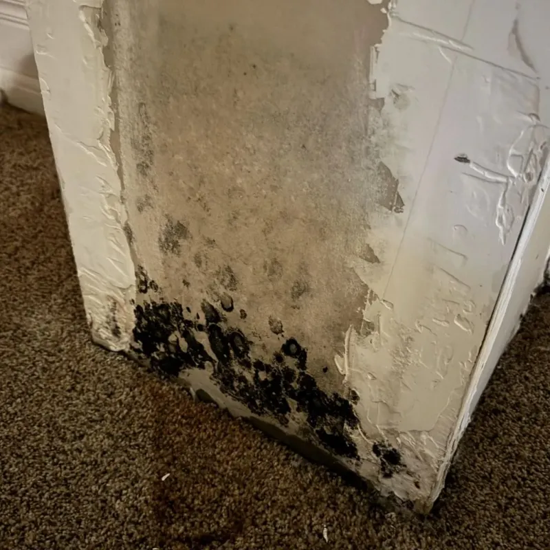 Professional Mold Removal in Tennessee Ridge, TN